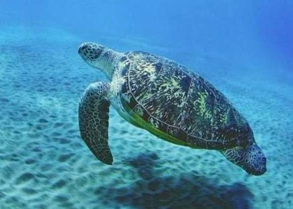Una tartaruga marina Caretta caretta che nuota nel mare della riserva